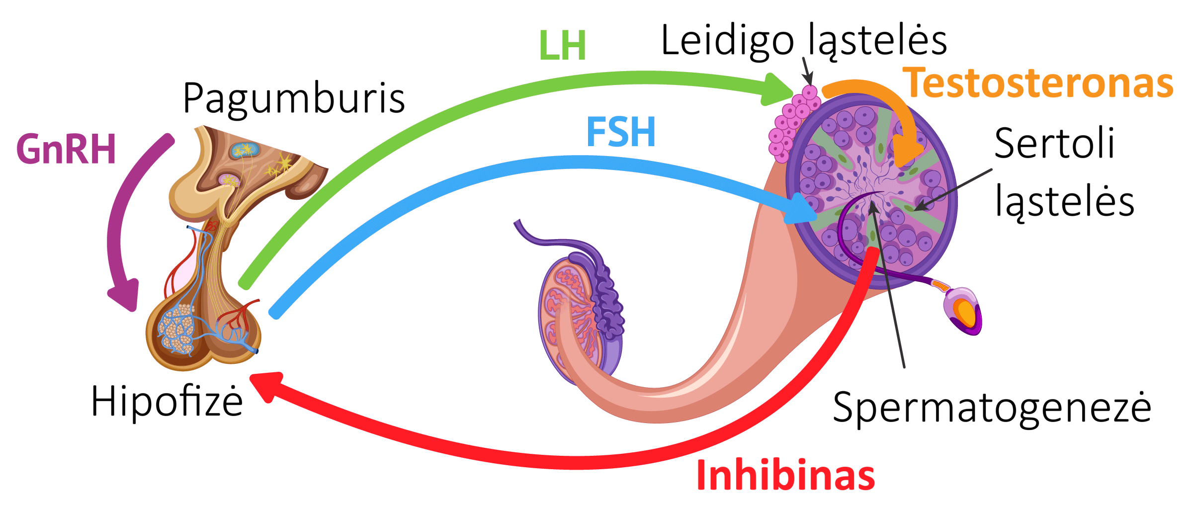Read more about the article Pakaitinės testosterono terapijos (PTT, TRT) alternatyvos